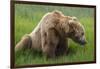 USA, Alaska, Brown Bear-Gavriel Jecan-Framed Photographic Print