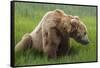 USA, Alaska, Brown Bear-Gavriel Jecan-Framed Stretched Canvas