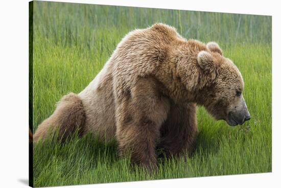 USA, Alaska, Brown Bear-Gavriel Jecan-Stretched Canvas