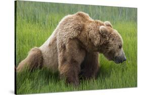 USA, Alaska, Brown Bear-Gavriel Jecan-Stretched Canvas