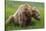 USA, Alaska, Brown Bear-Gavriel Jecan-Stretched Canvas