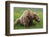 USA, Alaska, Brown Bear-Gavriel Jecan-Framed Photographic Print