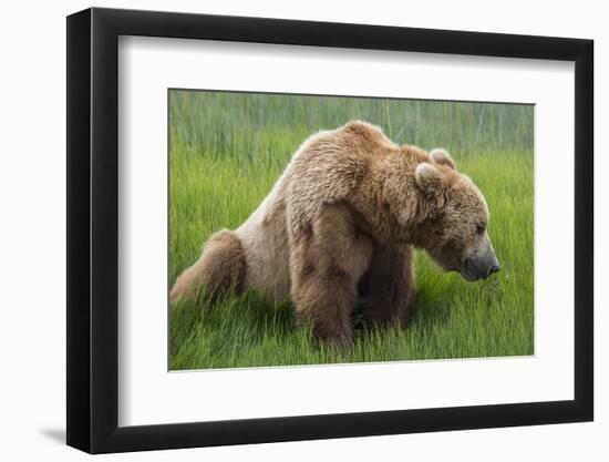 USA, Alaska, Brown Bear-Gavriel Jecan-Framed Photographic Print