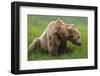 USA, Alaska, Brown Bear-Gavriel Jecan-Framed Photographic Print