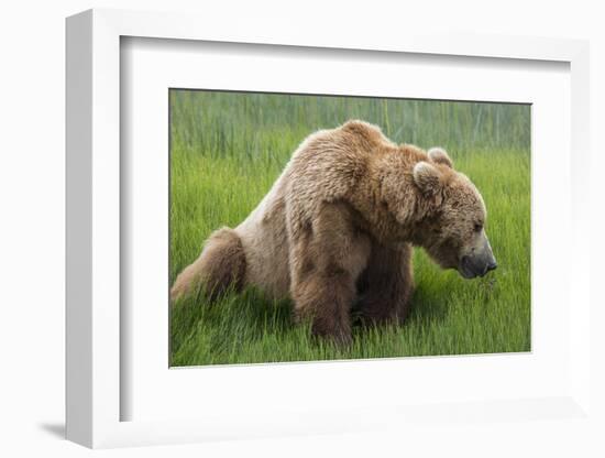 USA, Alaska, Brown Bear-Gavriel Jecan-Framed Photographic Print