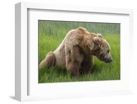 USA, Alaska, Brown Bear-Gavriel Jecan-Framed Photographic Print