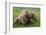 USA, Alaska, Brown Bear-Gavriel Jecan-Framed Photographic Print