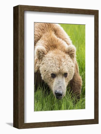 USA, Alaska, Brown Bear-Gavriel Jecan-Framed Photographic Print