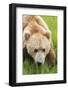 USA, Alaska, Brown Bear-Gavriel Jecan-Framed Photographic Print