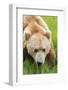 USA, Alaska, Brown Bear-Gavriel Jecan-Framed Photographic Print