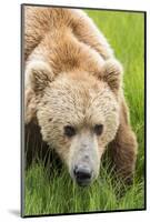 USA, Alaska, Brown Bear-Gavriel Jecan-Mounted Photographic Print