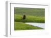 USA, Alaska, Brown Bear-Gavriel Jecan-Framed Photographic Print