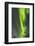 USA, Alaska, Central Alaska, Aurora, Northern Lights-Cathy & Gordon Illg-Framed Photographic Print