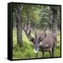 USA, Alaska, Chena Hot Springs of caribou.-Jaynes Gallery-Framed Stretched Canvas