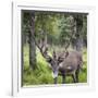 USA, Alaska, Chena Hot Springs of caribou.-Jaynes Gallery-Framed Photographic Print