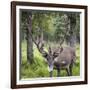 USA, Alaska, Chena Hot Springs of caribou.-Jaynes Gallery-Framed Photographic Print