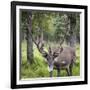 USA, Alaska, Chena Hot Springs of caribou.-Jaynes Gallery-Framed Photographic Print