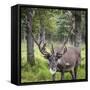 USA, Alaska, Chena Hot Springs of caribou.-Jaynes Gallery-Framed Stretched Canvas