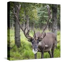 USA, Alaska, Chena Hot Springs of caribou.-Jaynes Gallery-Stretched Canvas