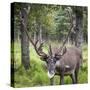 USA, Alaska, Chena Hot Springs of caribou.-Jaynes Gallery-Stretched Canvas