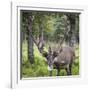 USA, Alaska, Chena Hot Springs of caribou.-Jaynes Gallery-Framed Photographic Print