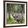 USA, Alaska, Chena Hot Springs of caribou.-Jaynes Gallery-Framed Photographic Print