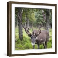 USA, Alaska, Chena Hot Springs of caribou.-Jaynes Gallery-Framed Photographic Print