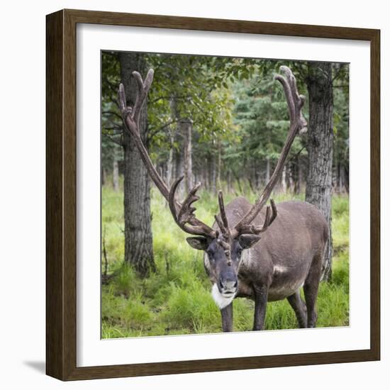 USA, Alaska, Chena Hot Springs of caribou.-Jaynes Gallery-Framed Photographic Print