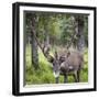 USA, Alaska, Chena Hot Springs of caribou.-Jaynes Gallery-Framed Photographic Print