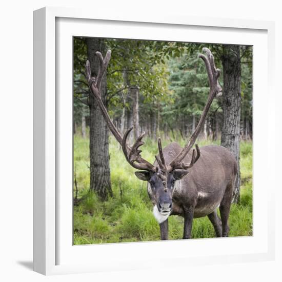 USA, Alaska, Chena Hot Springs of caribou.-Jaynes Gallery-Framed Photographic Print