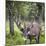 USA, Alaska, Chena Hot Springs of caribou.-Jaynes Gallery-Mounted Photographic Print