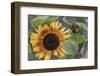 USA, Alaska, Chena Hot Springs of sunflower plant.-Jaynes Gallery-Framed Photographic Print