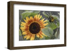 USA, Alaska, Chena Hot Springs of sunflower plant.-Jaynes Gallery-Framed Photographic Print