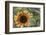 USA, Alaska, Chena Hot Springs of sunflower plant.-Jaynes Gallery-Framed Photographic Print