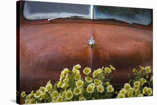 USA, Alaska, Chena Hot Springs. Old truck and flowers.-Jaynes Gallery-Stretched Canvas