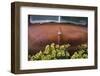 USA, Alaska, Chena Hot Springs. Old truck and flowers.-Jaynes Gallery-Framed Photographic Print