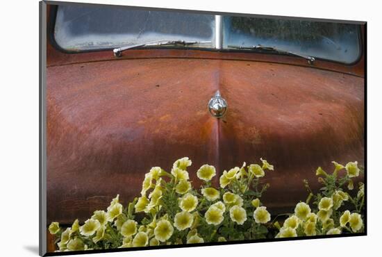 USA, Alaska, Chena Hot Springs. Old truck and flowers.-Jaynes Gallery-Mounted Photographic Print