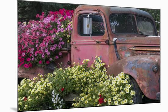 USA, Alaska, Chena Hot Springs. Old truck and flowers.-Jaynes Gallery-Mounted Photographic Print