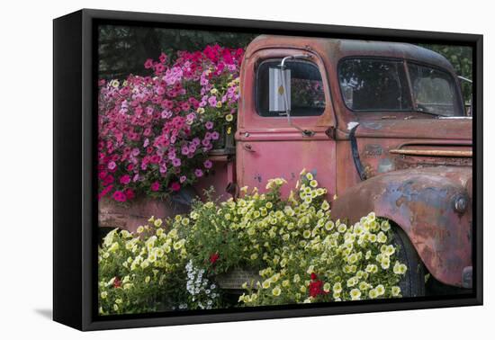USA, Alaska, Chena Hot Springs. Old truck and flowers.-Jaynes Gallery-Framed Stretched Canvas
