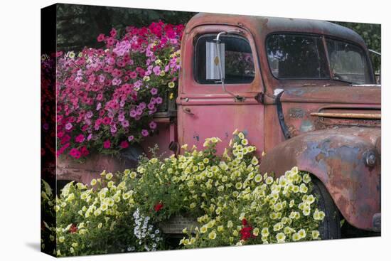 USA, Alaska, Chena Hot Springs. Old truck and flowers.-Jaynes Gallery-Stretched Canvas