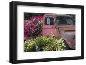 USA, Alaska, Chena Hot Springs. Old truck and flowers.-Jaynes Gallery-Framed Photographic Print