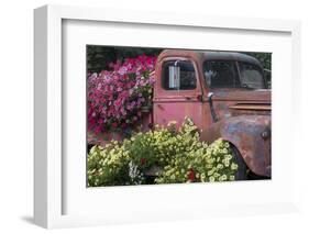 USA, Alaska, Chena Hot Springs. Old truck and flowers.-Jaynes Gallery-Framed Photographic Print