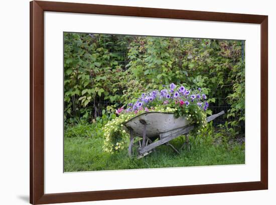 USA, Alaska, Chena Hot Springs. Old wheelbarrow with flowers.-Jaynes Gallery-Framed Premium Photographic Print