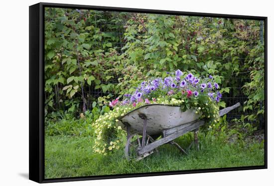 USA, Alaska, Chena Hot Springs. Old wheelbarrow with flowers.-Jaynes Gallery-Framed Stretched Canvas