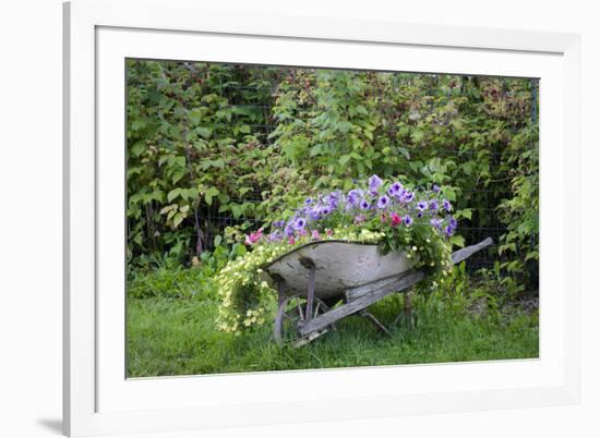 USA, Alaska, Chena Hot Springs. Old wheelbarrow with flowers.-Jaynes Gallery-Framed Photographic Print