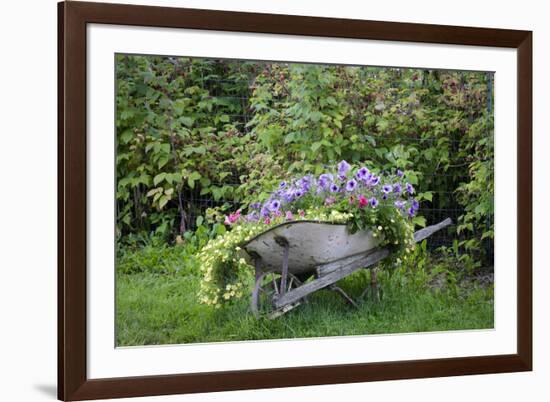 USA, Alaska, Chena Hot Springs. Old wheelbarrow with flowers.-Jaynes Gallery-Framed Photographic Print