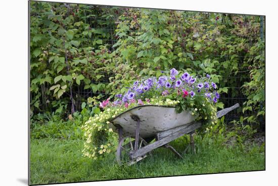 USA, Alaska, Chena Hot Springs. Old wheelbarrow with flowers.-Jaynes Gallery-Mounted Photographic Print