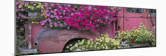 USA, Alaska, Chena Hot Springs. Panorama of old truck and flowers.-Jaynes Gallery-Mounted Photographic Print