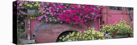 USA, Alaska, Chena Hot Springs. Panorama of old truck and flowers.-Jaynes Gallery-Stretched Canvas