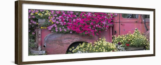 USA, Alaska, Chena Hot Springs. Panorama of old truck and flowers.-Jaynes Gallery-Framed Premium Photographic Print